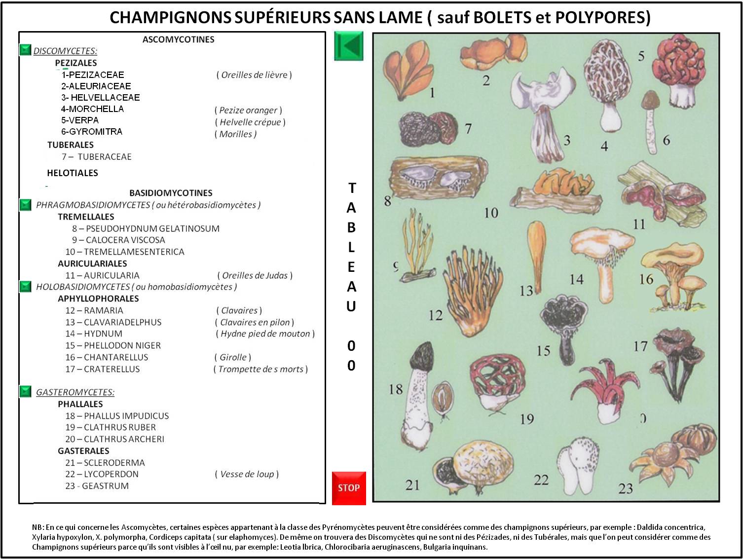 Tableau I: Ascomycètes
