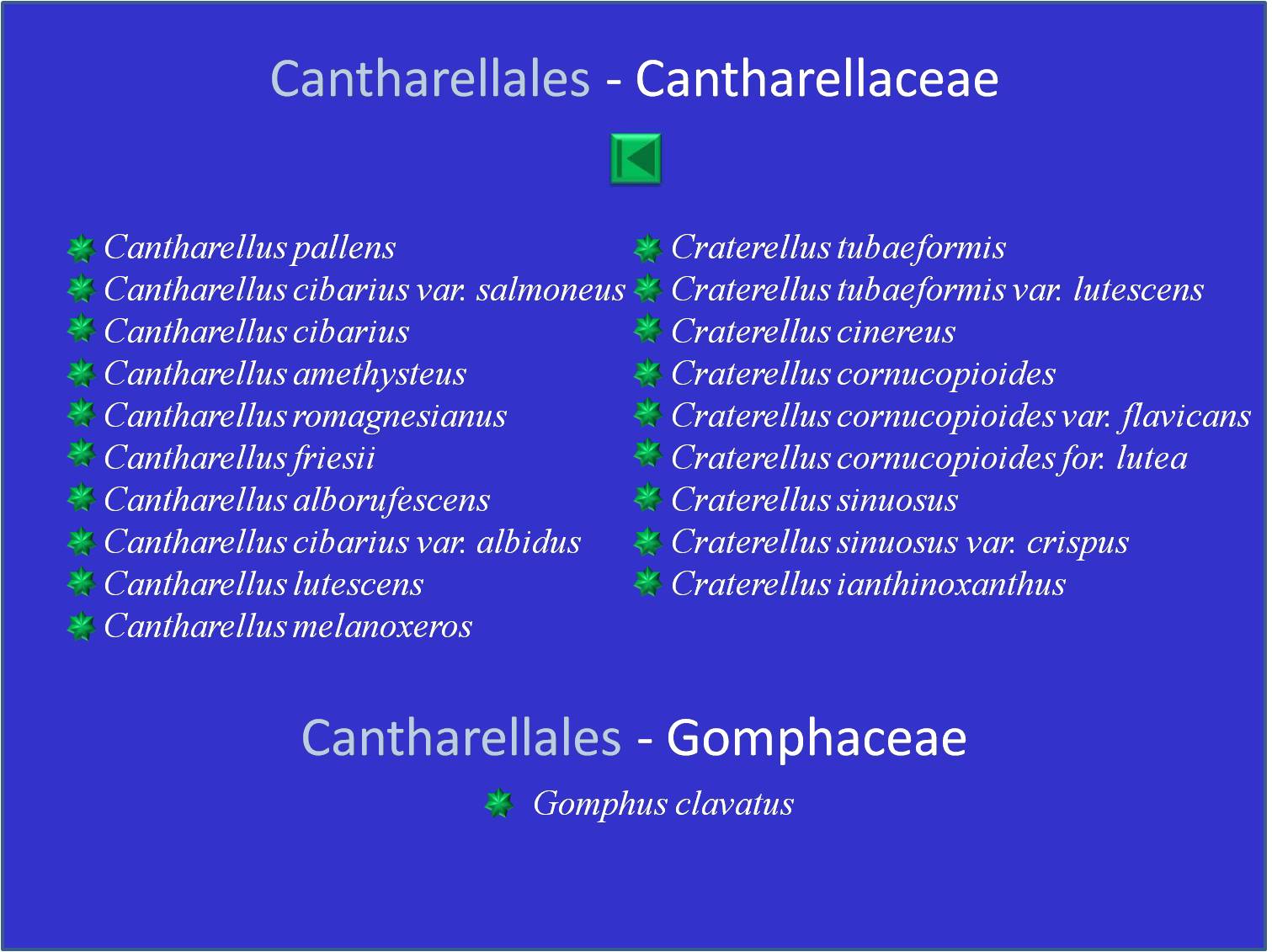 Liste des cantharellaceae et gomphaceae