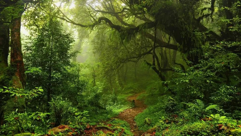 Forêt et sous-bois