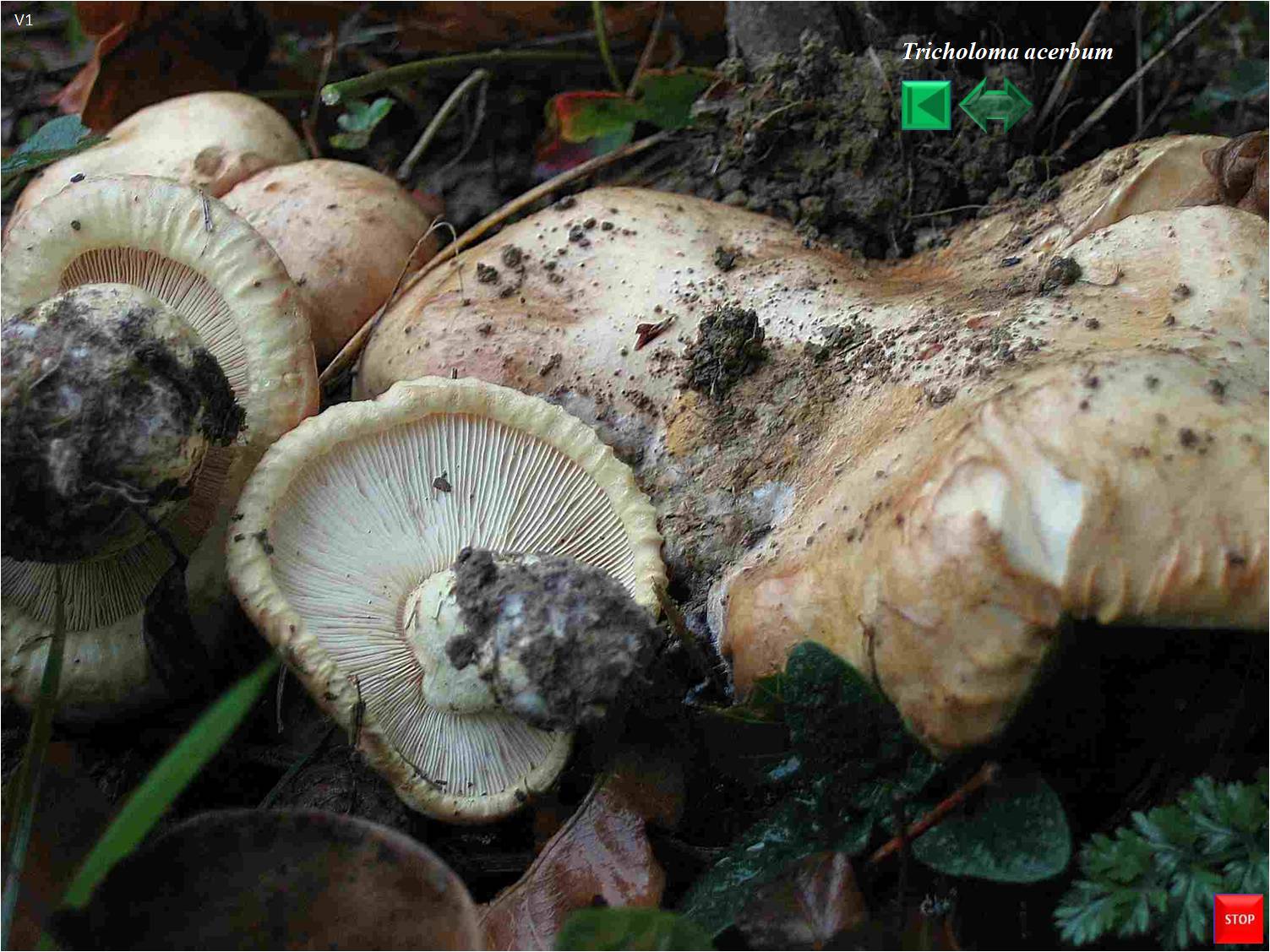 Tricholoma acerbum