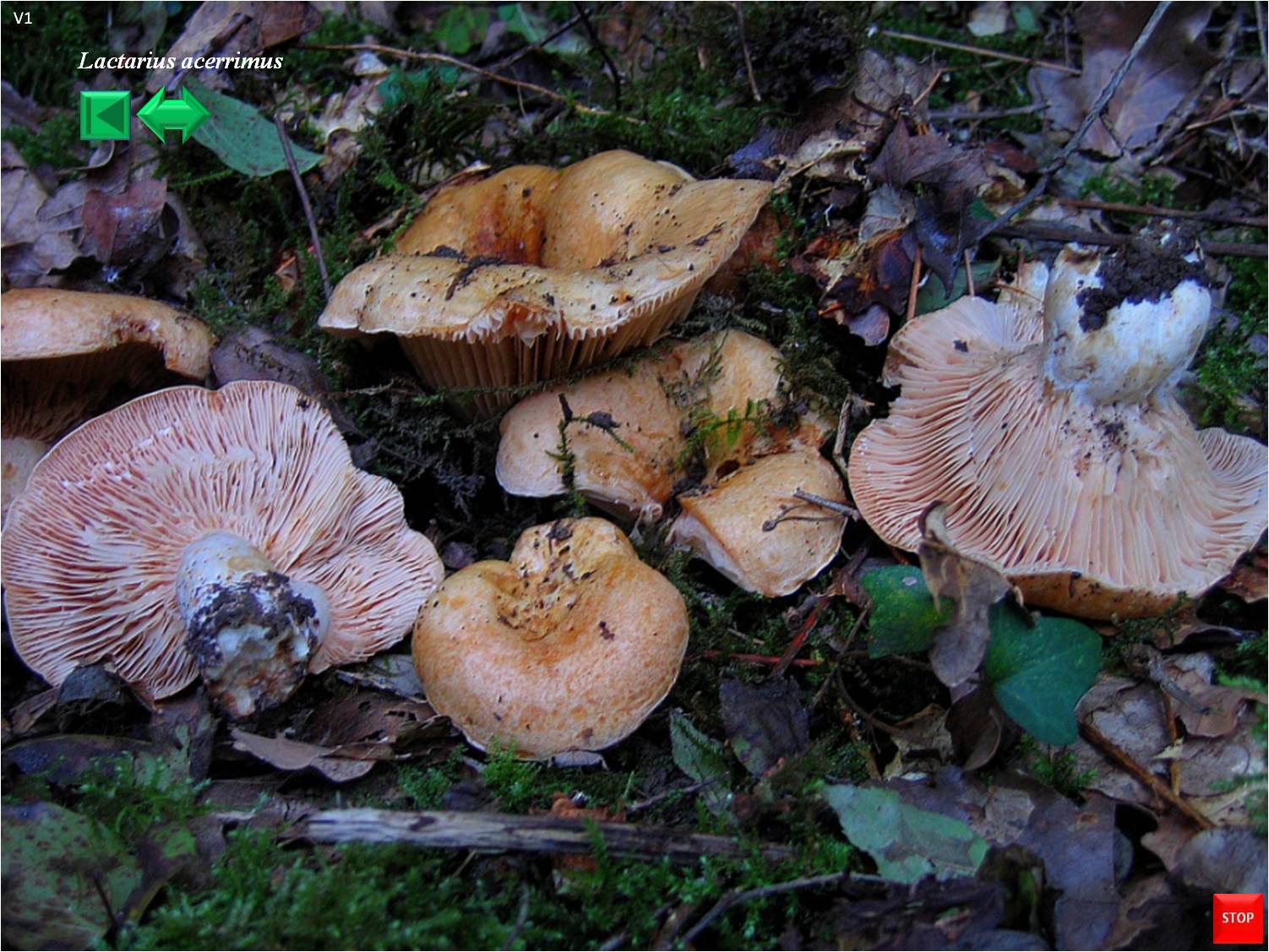 Lactarius acerrimus