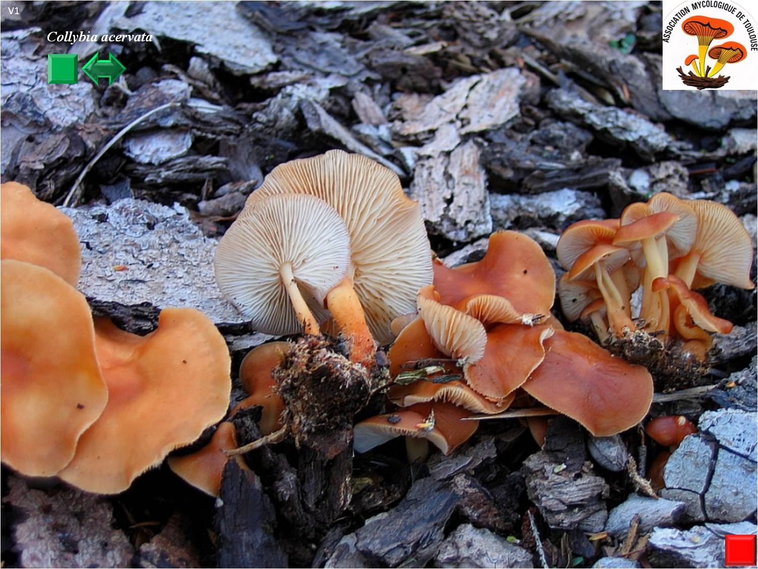 Collybia acervata