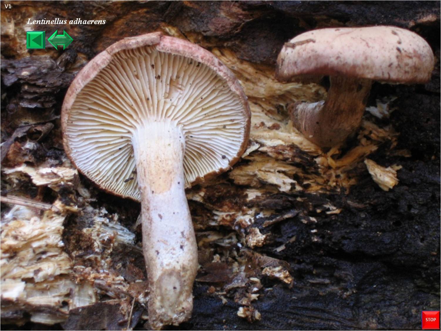 Lentinellus adhaerens