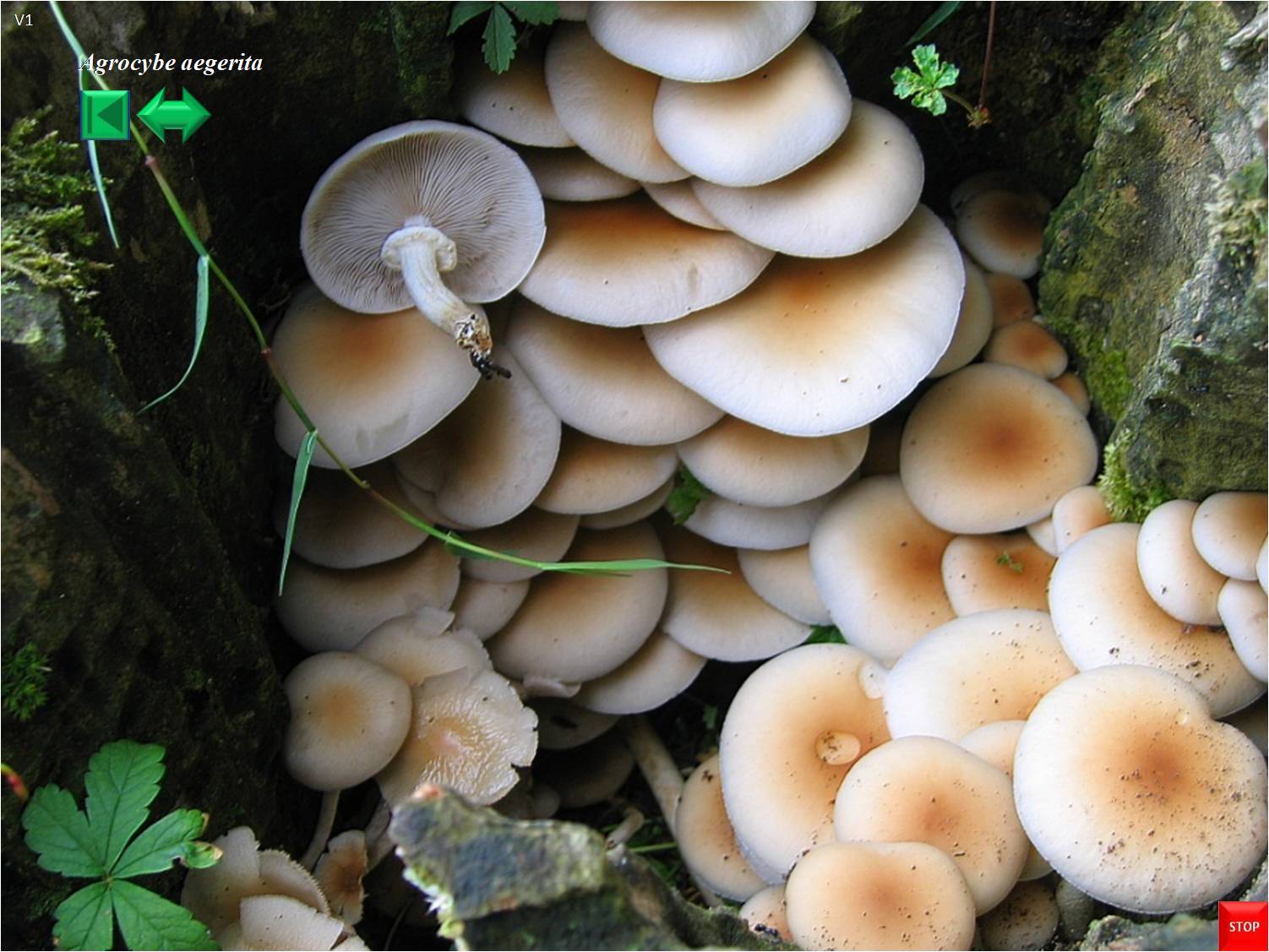Agrocybe aegerita