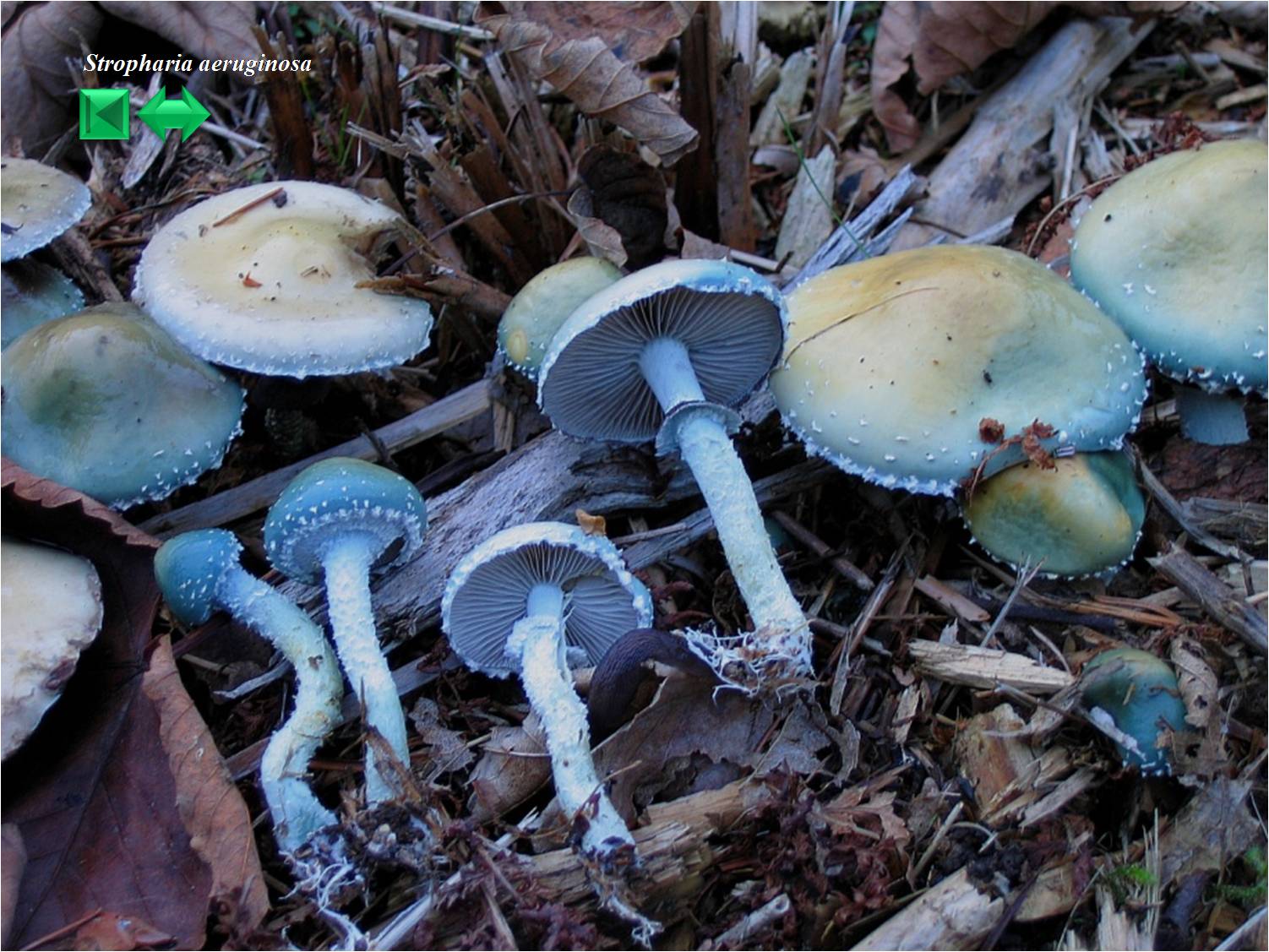 Stropharia aeruginosa
