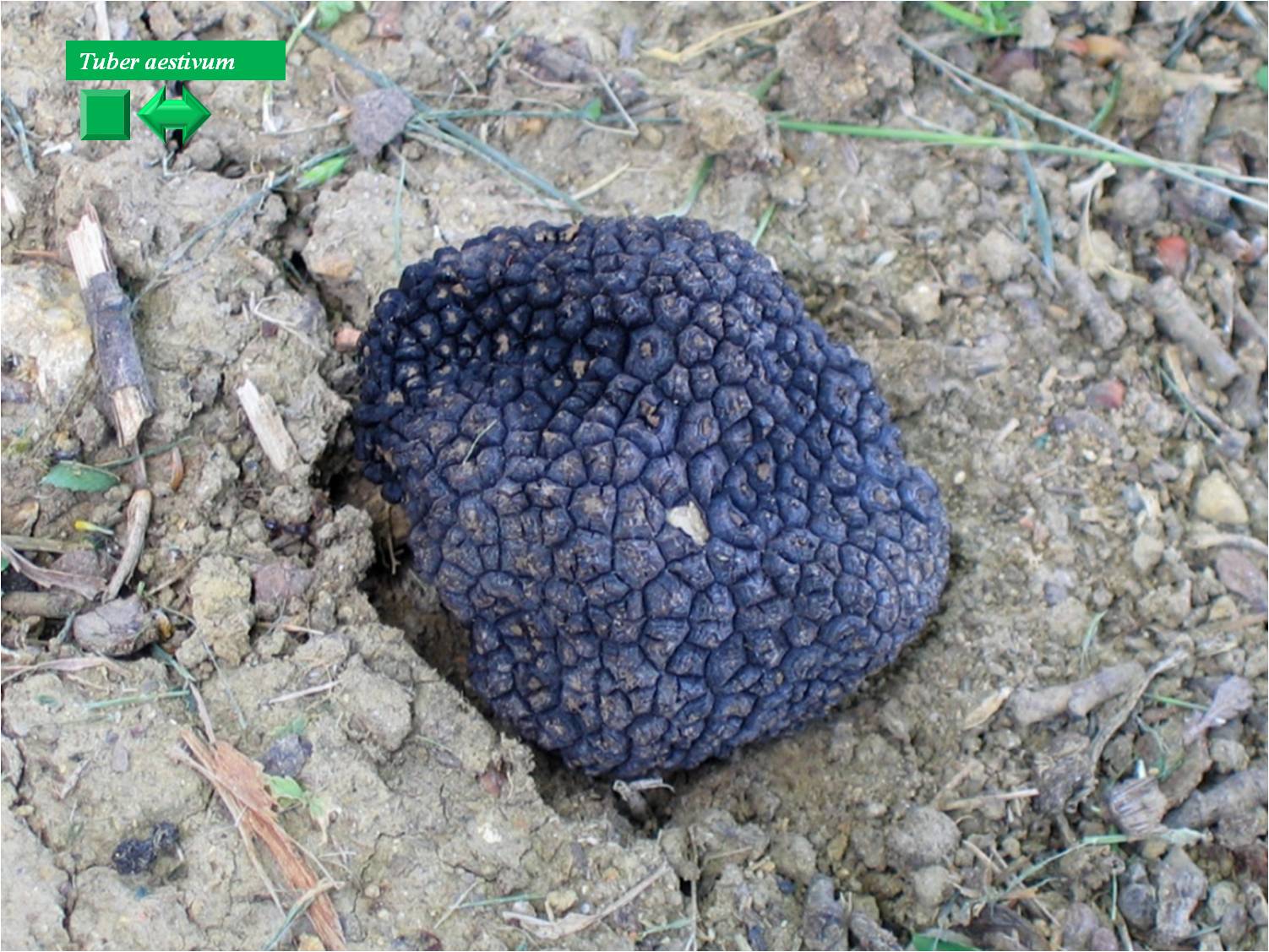 Tuber aestivum