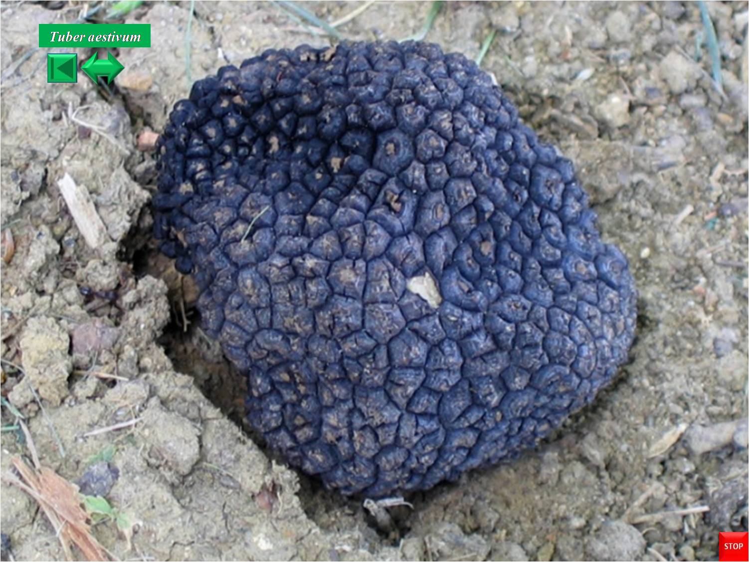 Tuber aestivum