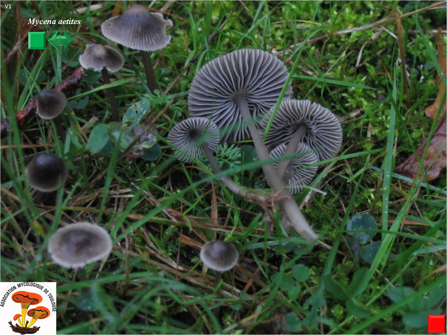 Mycena aetites