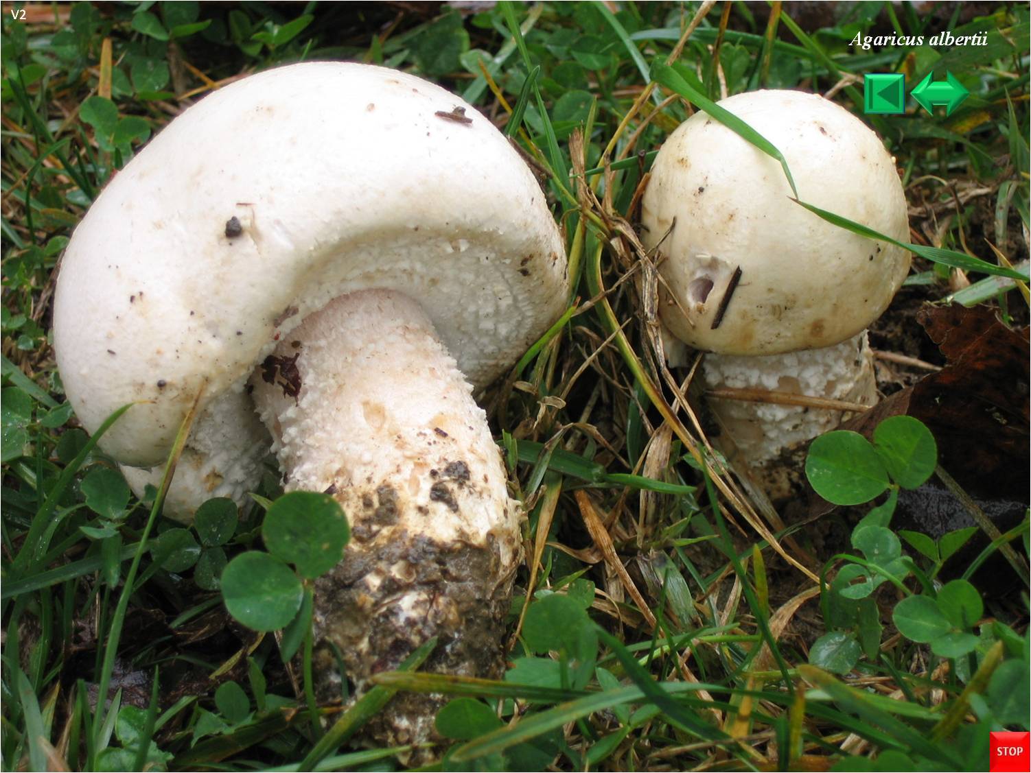 Agaricus albertii