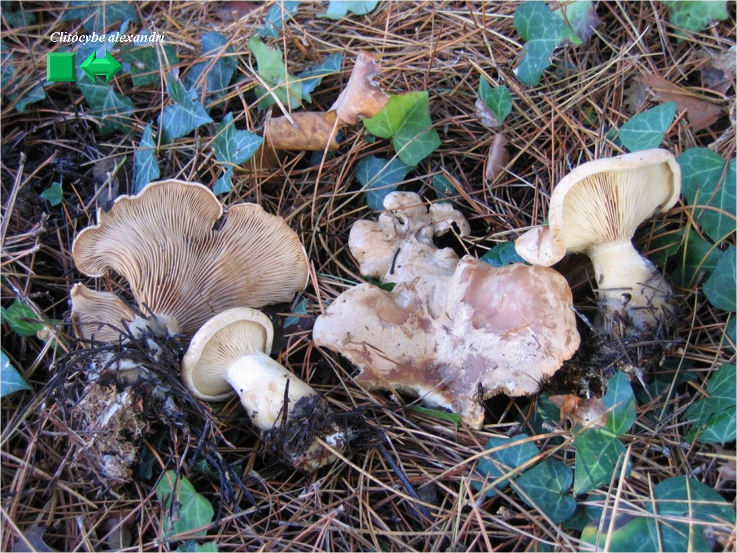 Clitocybe alexandri