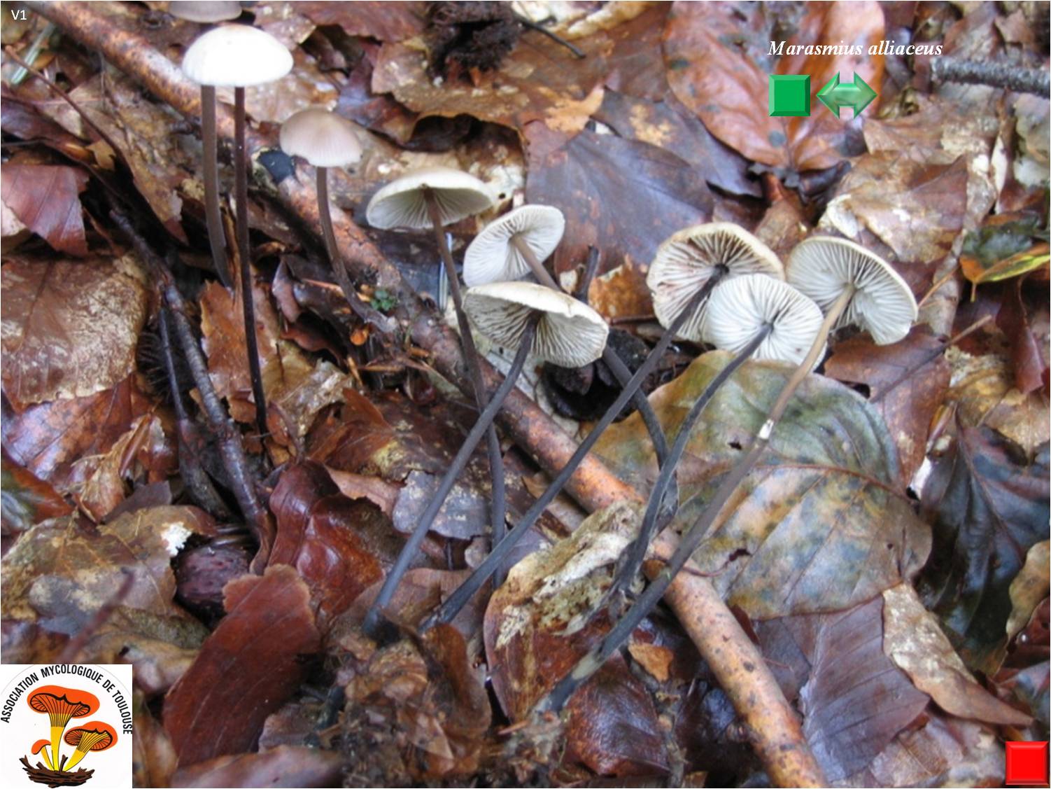 Marasmius alliaceus