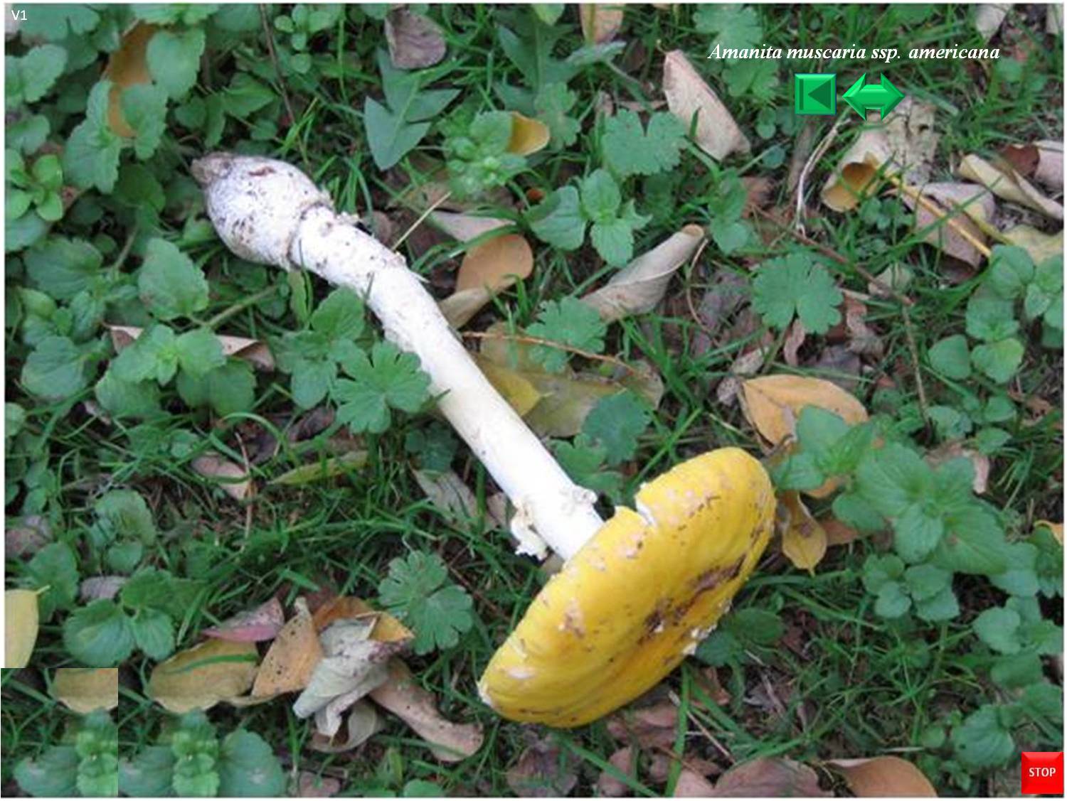 Amanita americana (muscaria sp.)