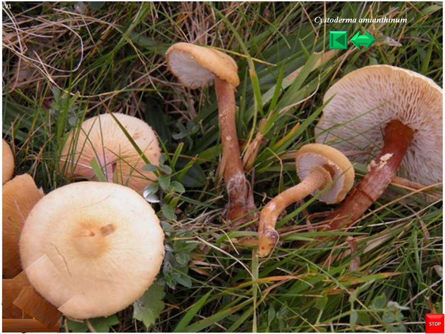 Cystoderma amianthinum