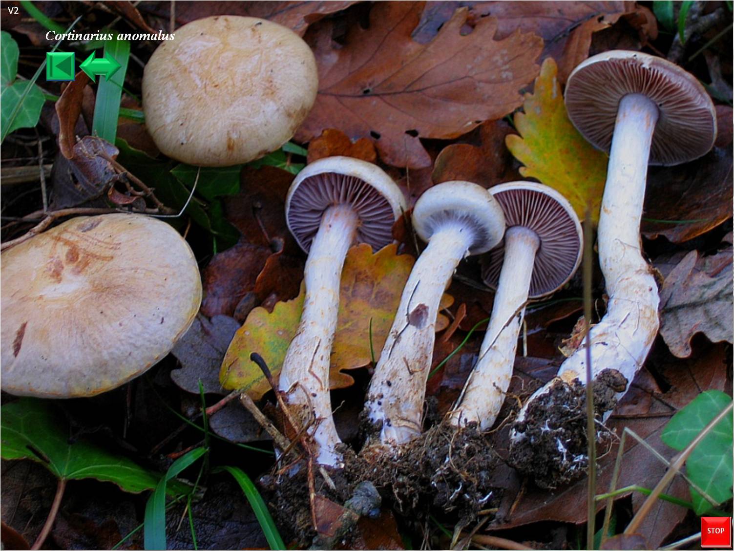 Cortinarius anomalus