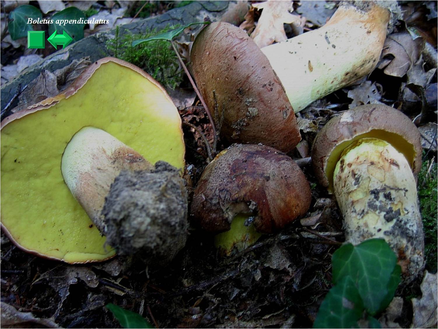Boletus appendiculatus