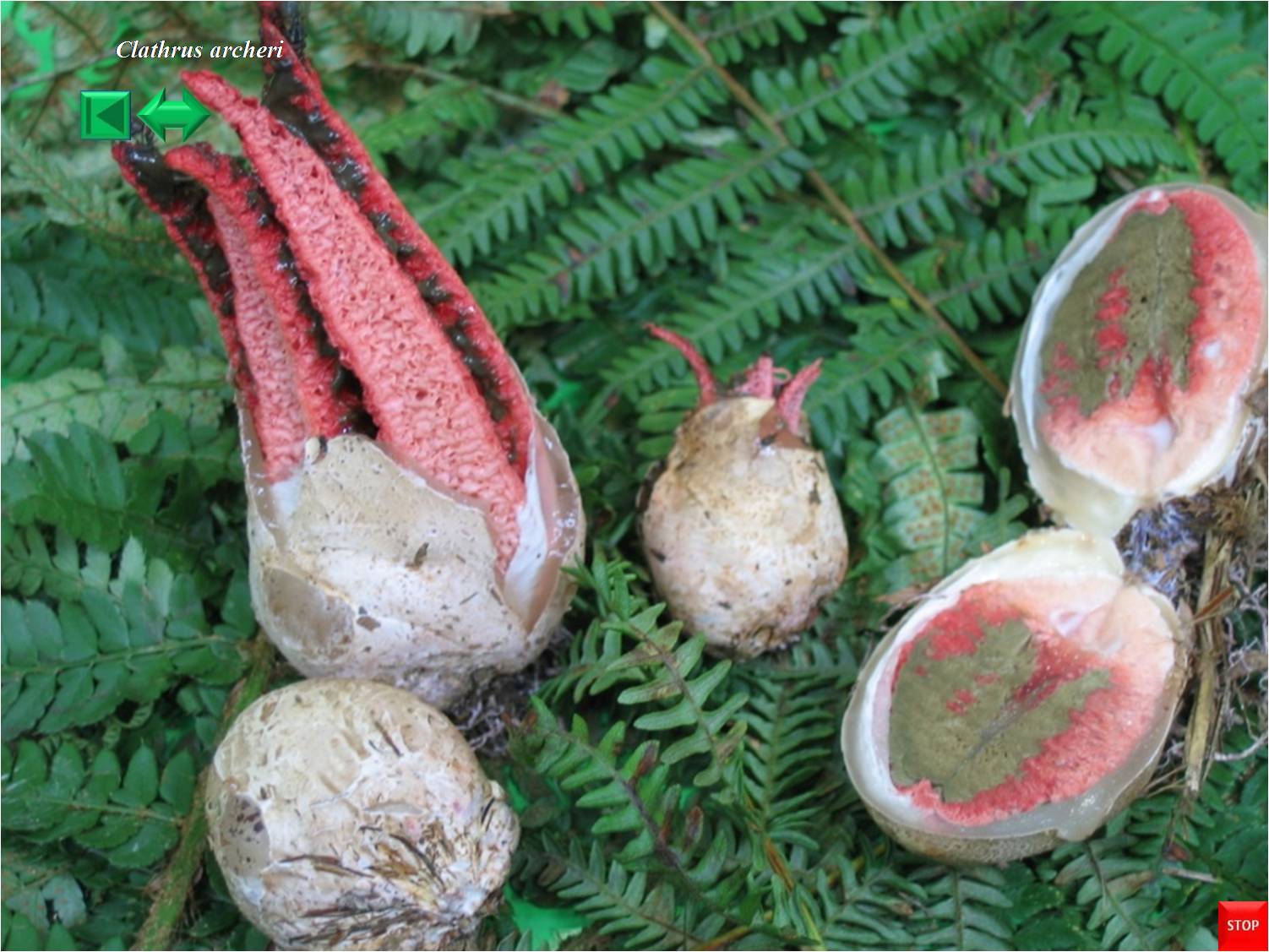 Clathrus archeri
