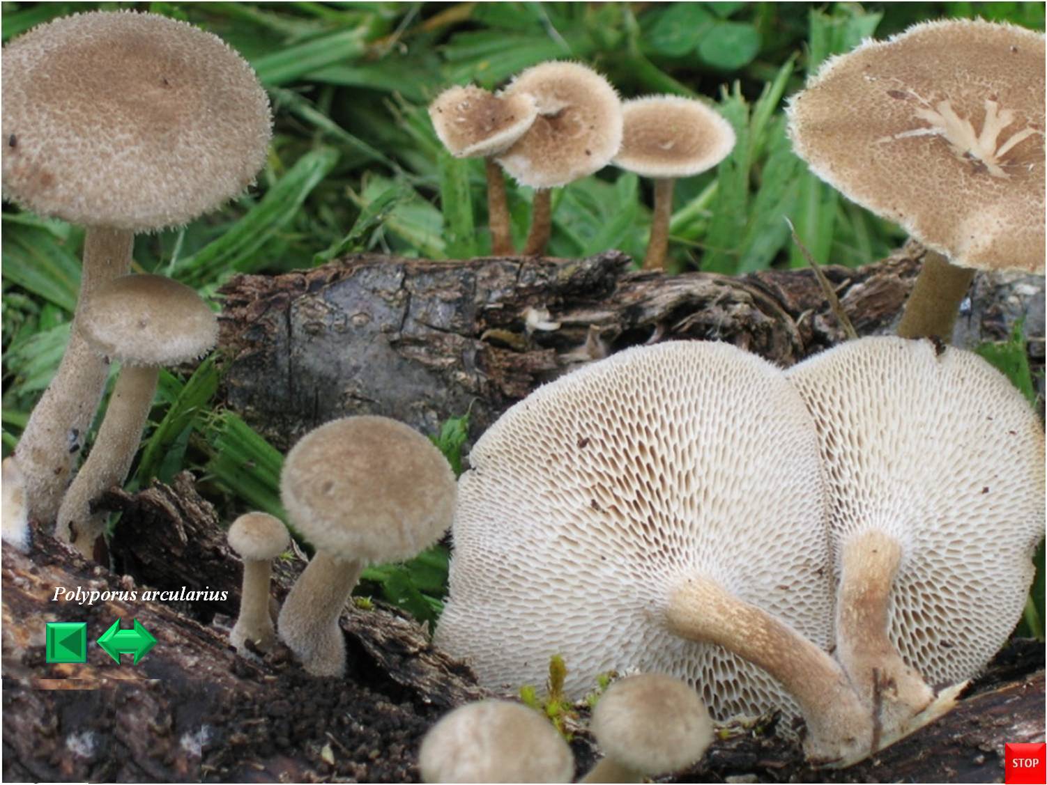 Polyporus arcularius