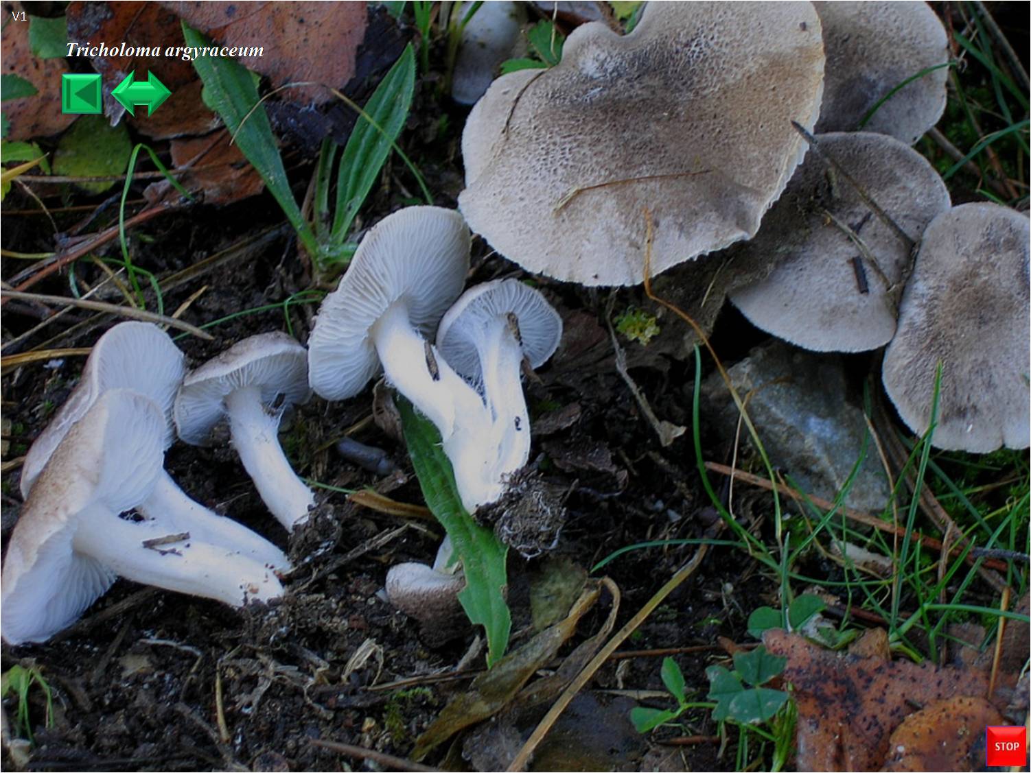 Tricholoma argyraceum