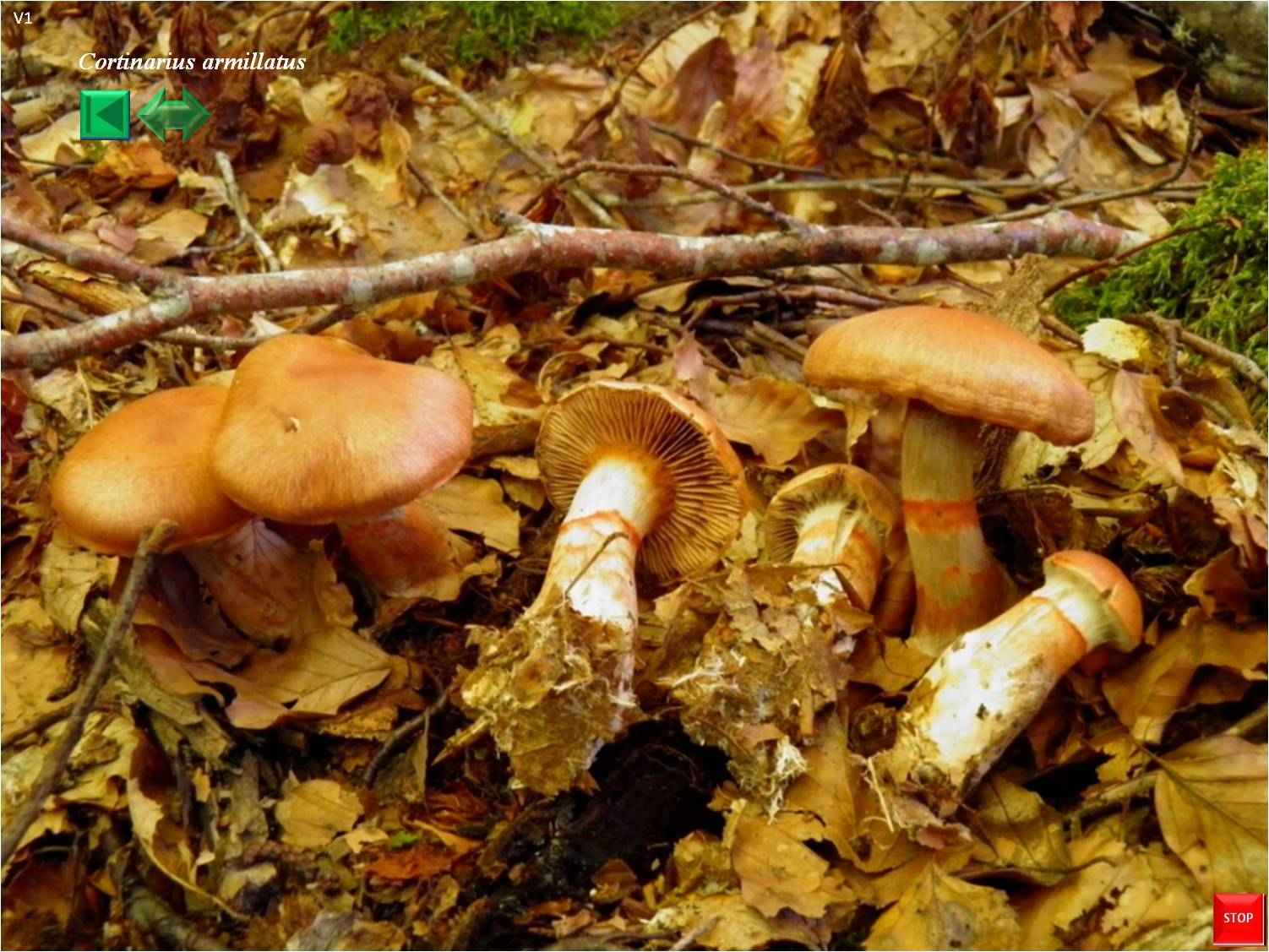 Cortinarius armillatus