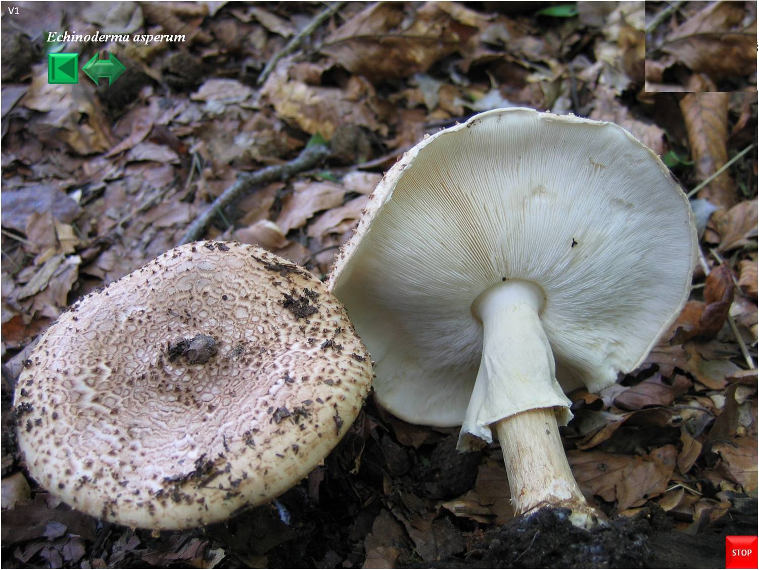 Echinoderma asperum
