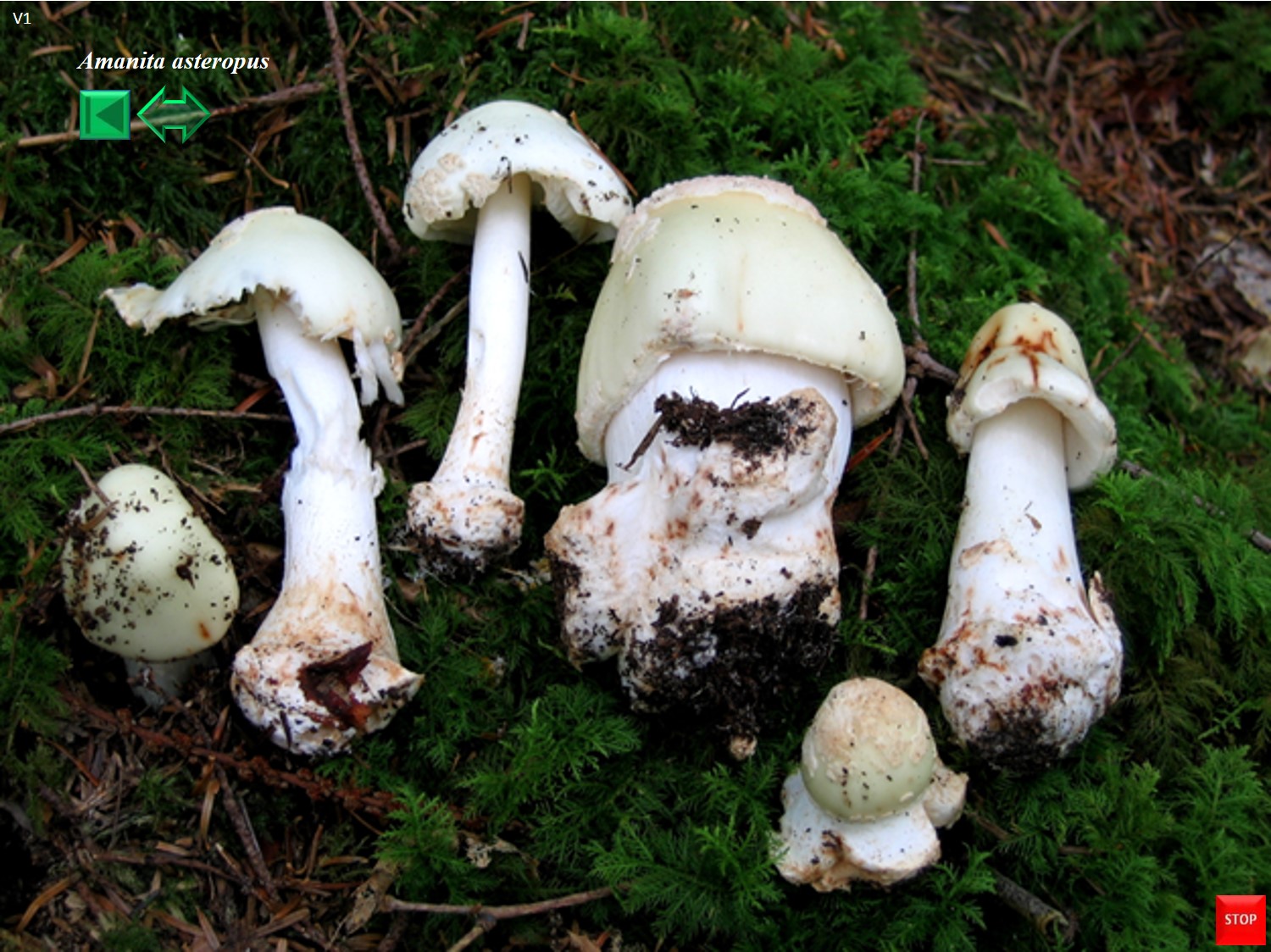 Amanita asteropus