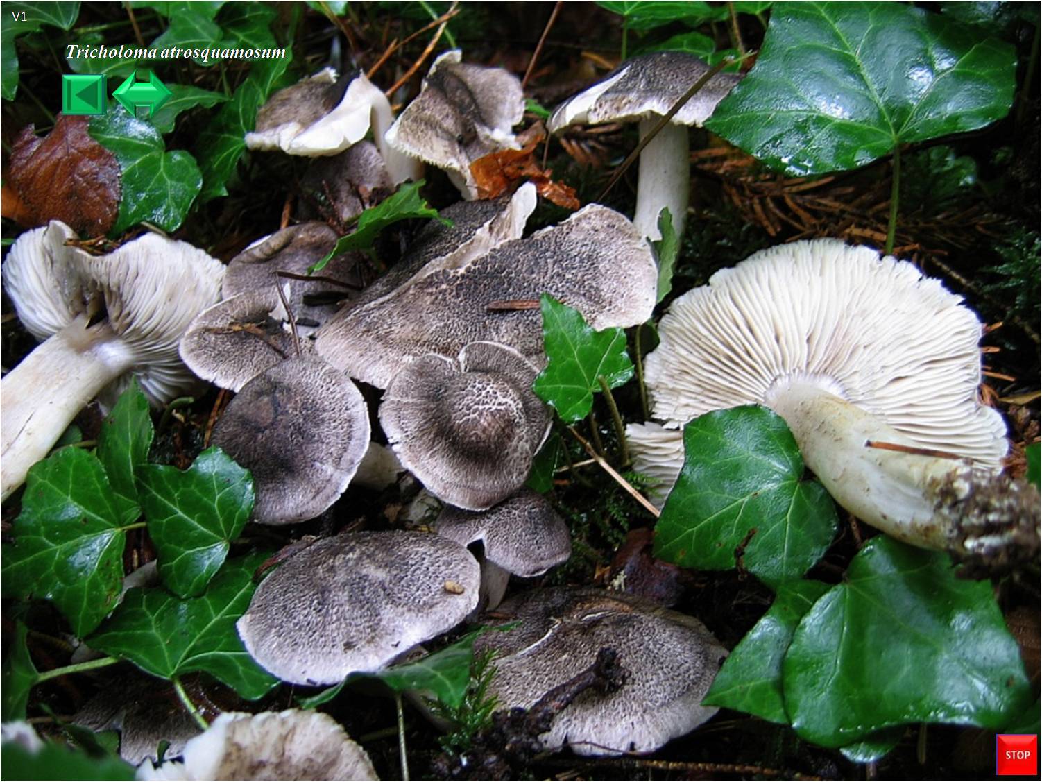 Tricholoma atrosquamosum
