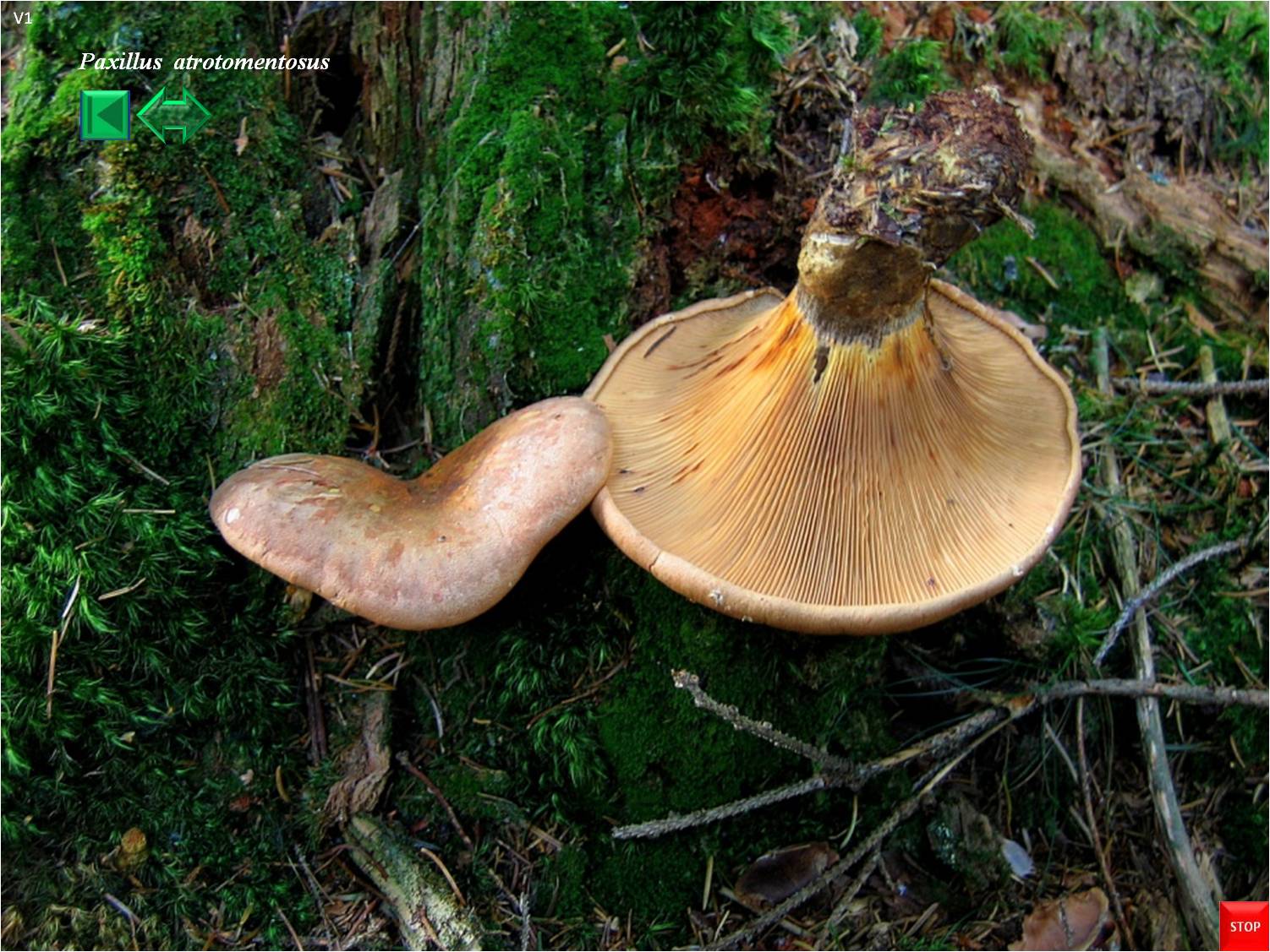 Paxillus atrotomentosus