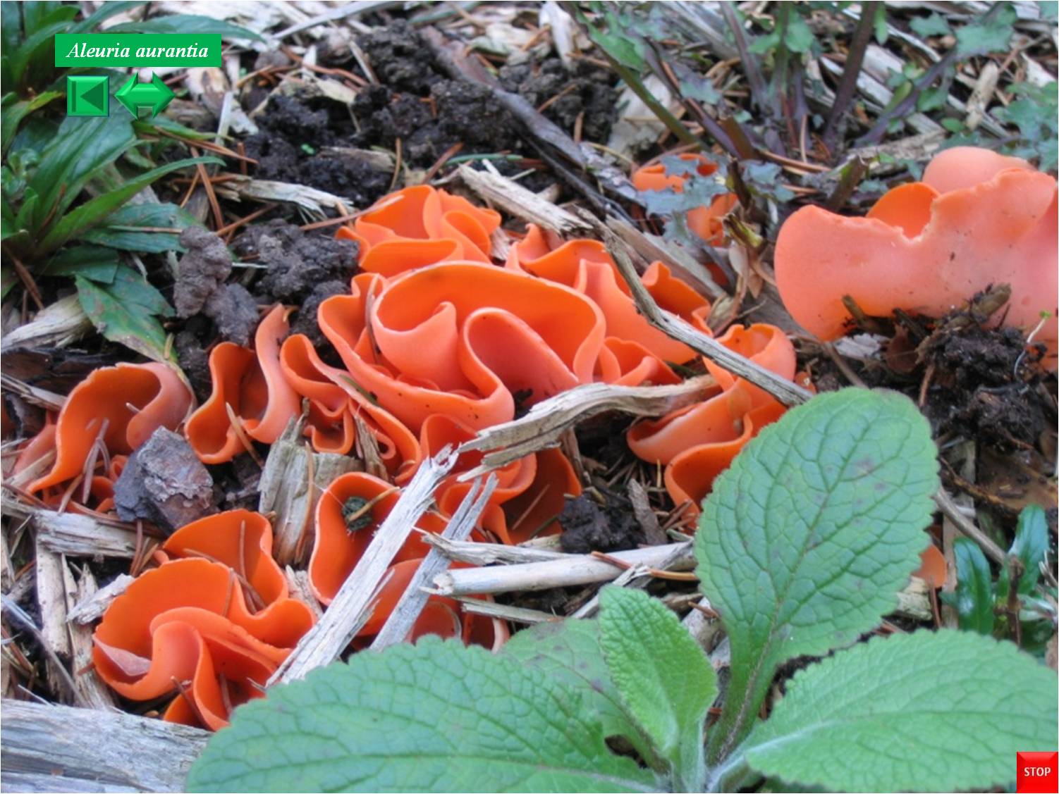 Aleuria aurantia