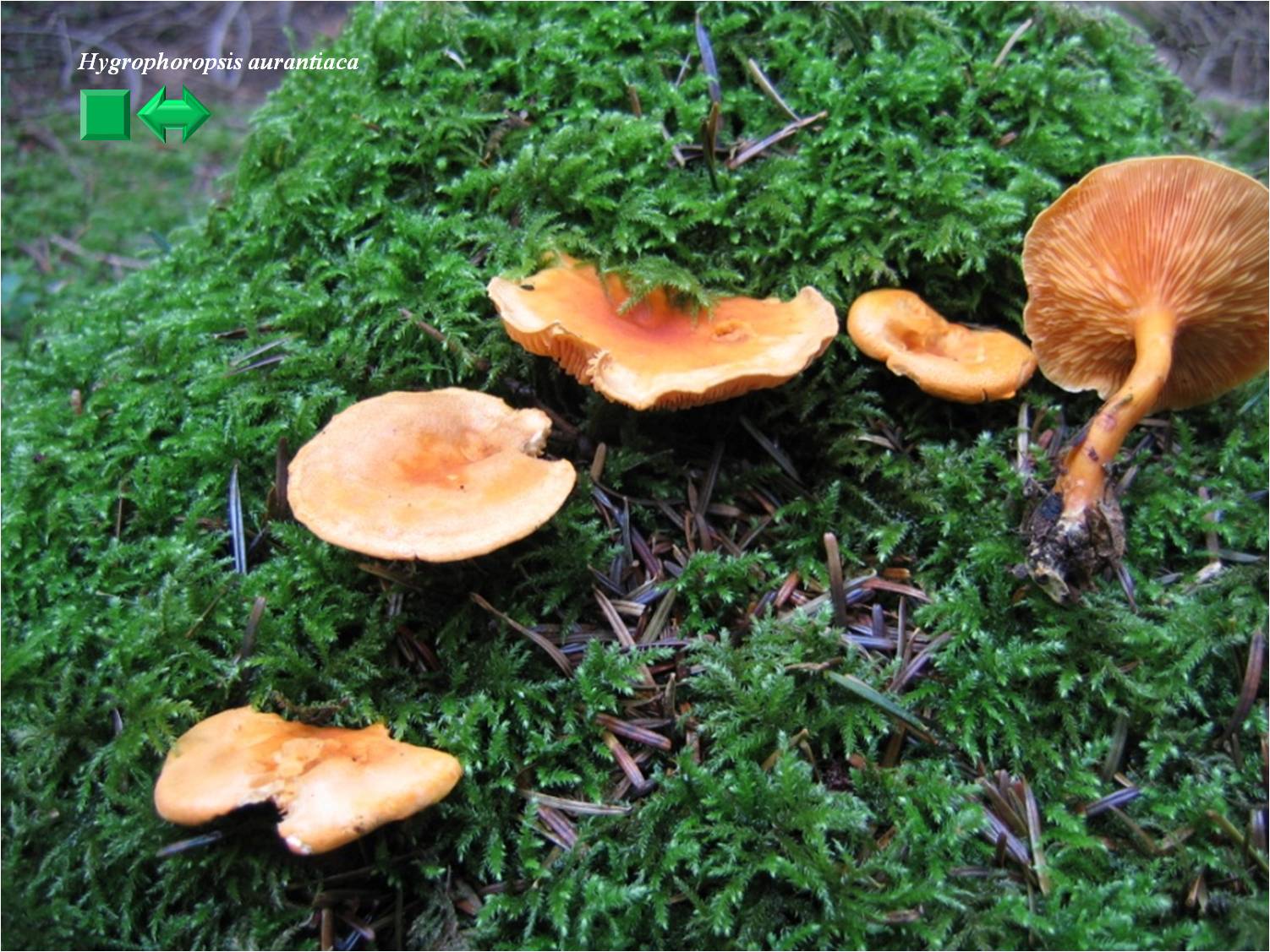 Hygrophoropsis aurantiaca
