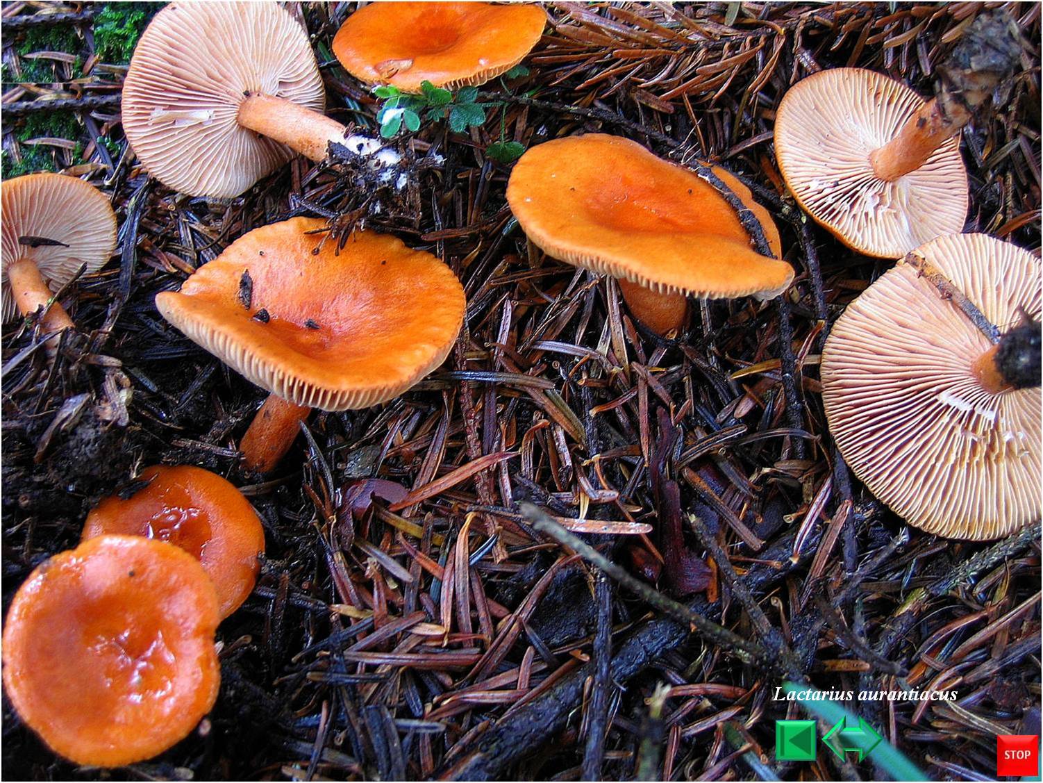 Lactarius aurantiacus