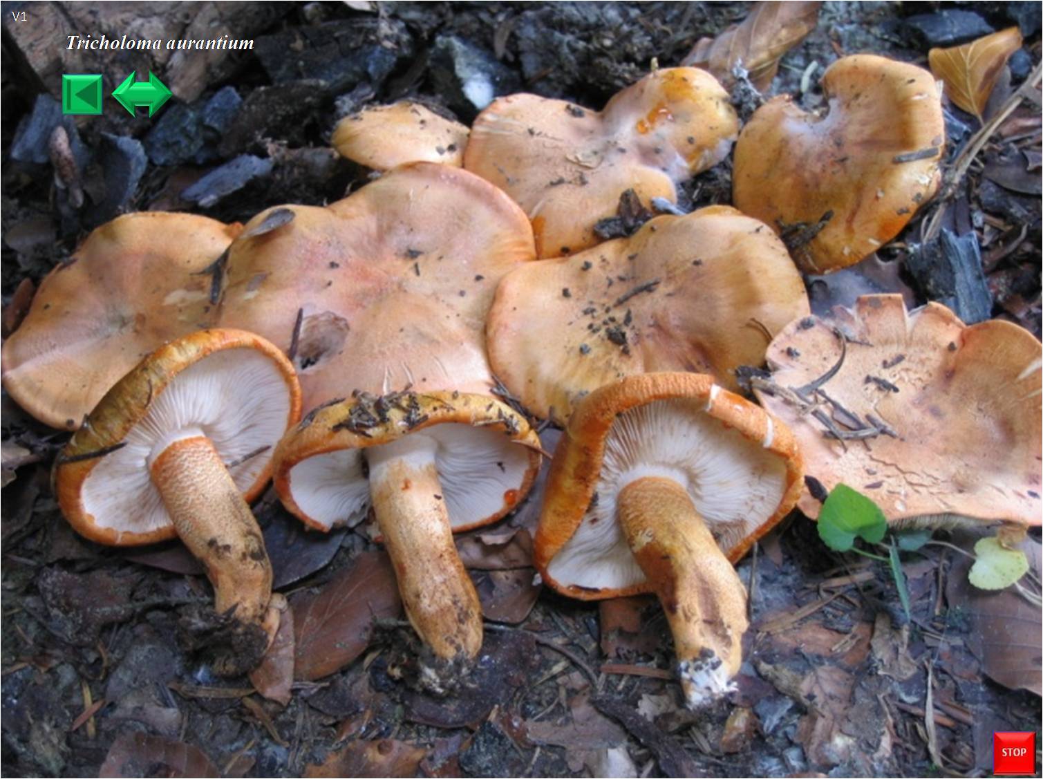Tricholoma aurantium