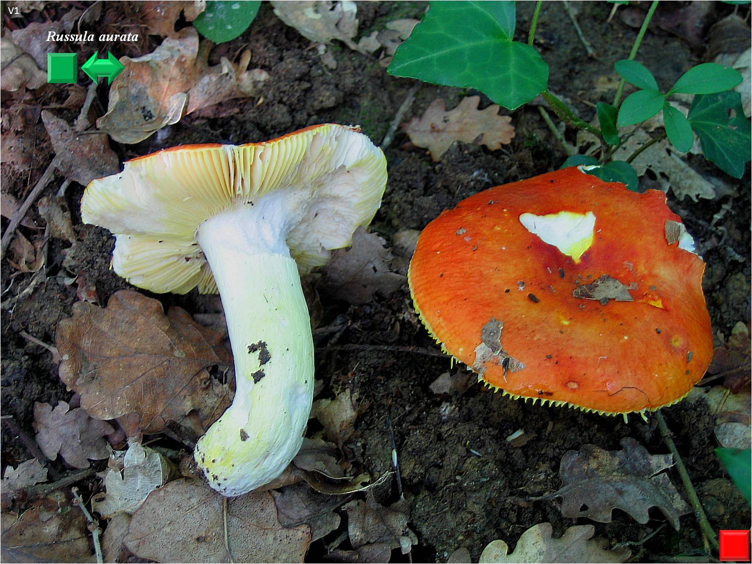 Russula aurea