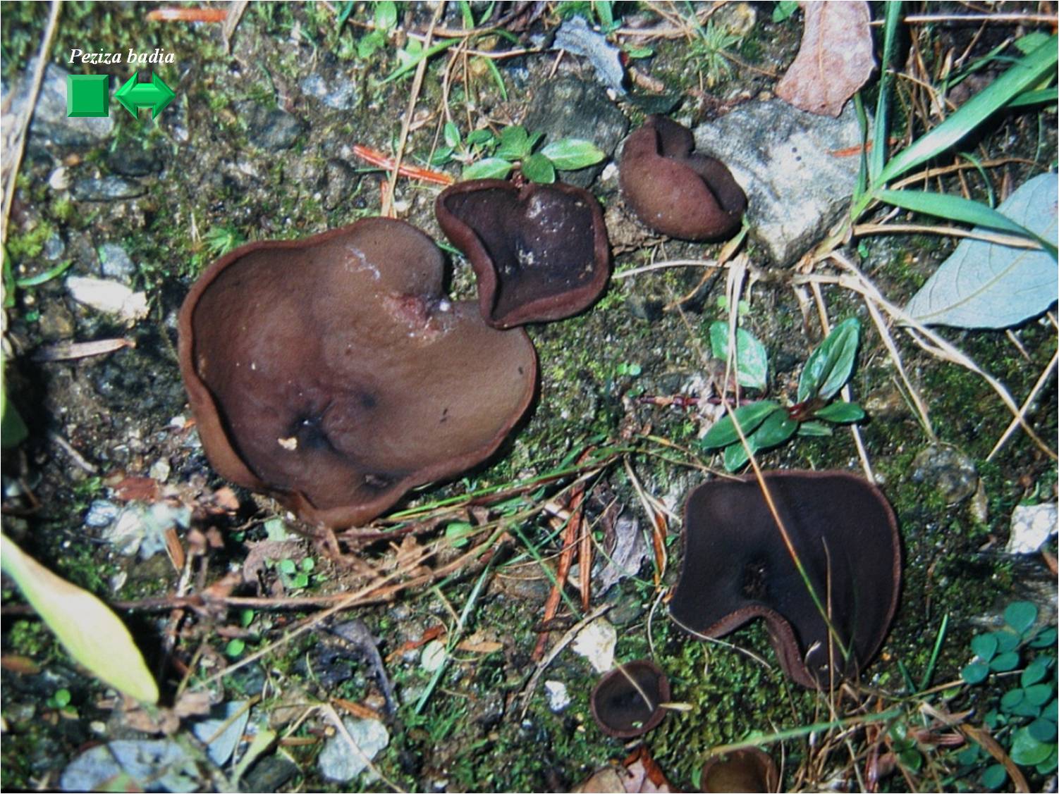 Russula badia