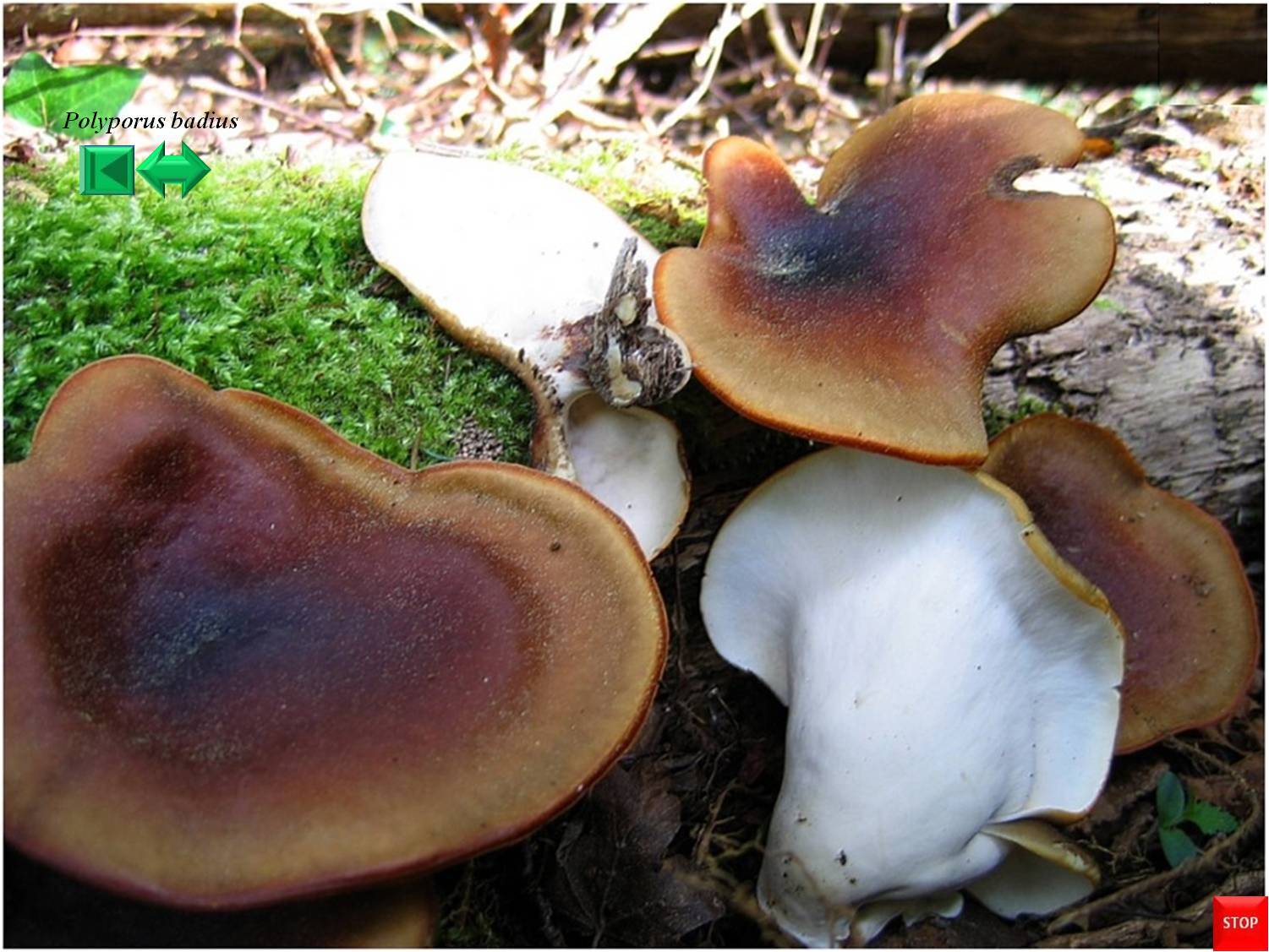 Polyporus badius