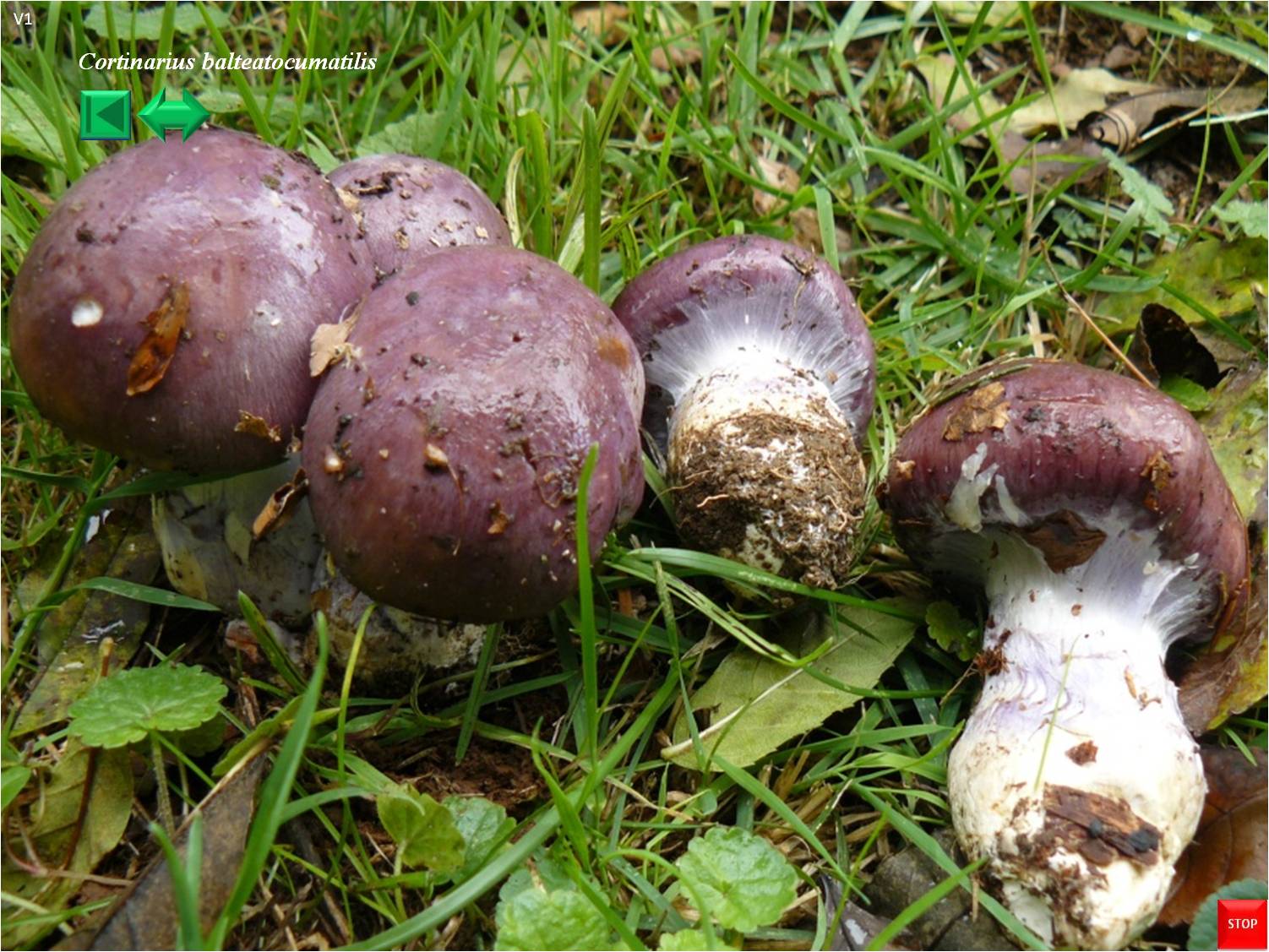 Cortinarius balteatus