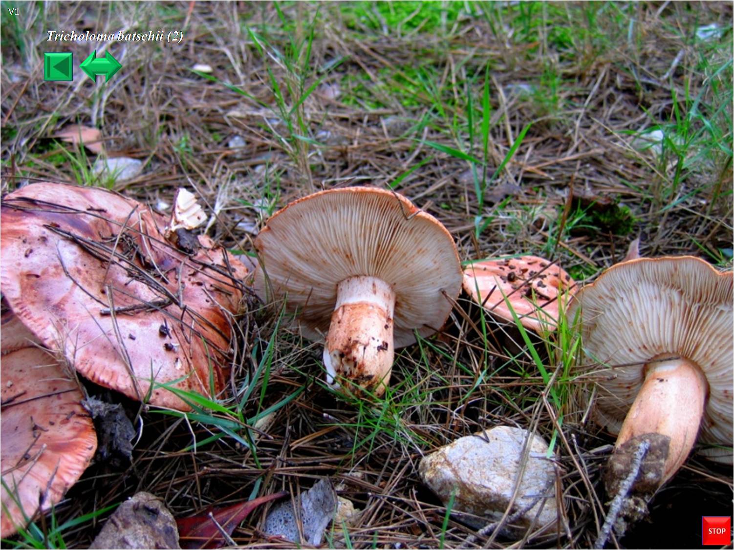 Tricholoma batschii
