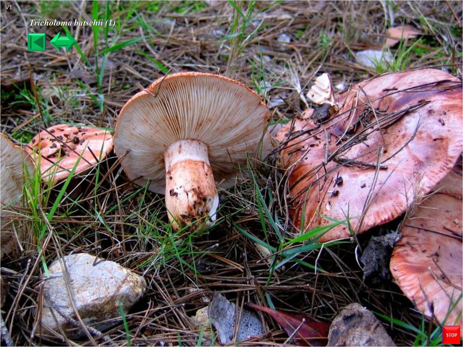 Tricholoma batschii