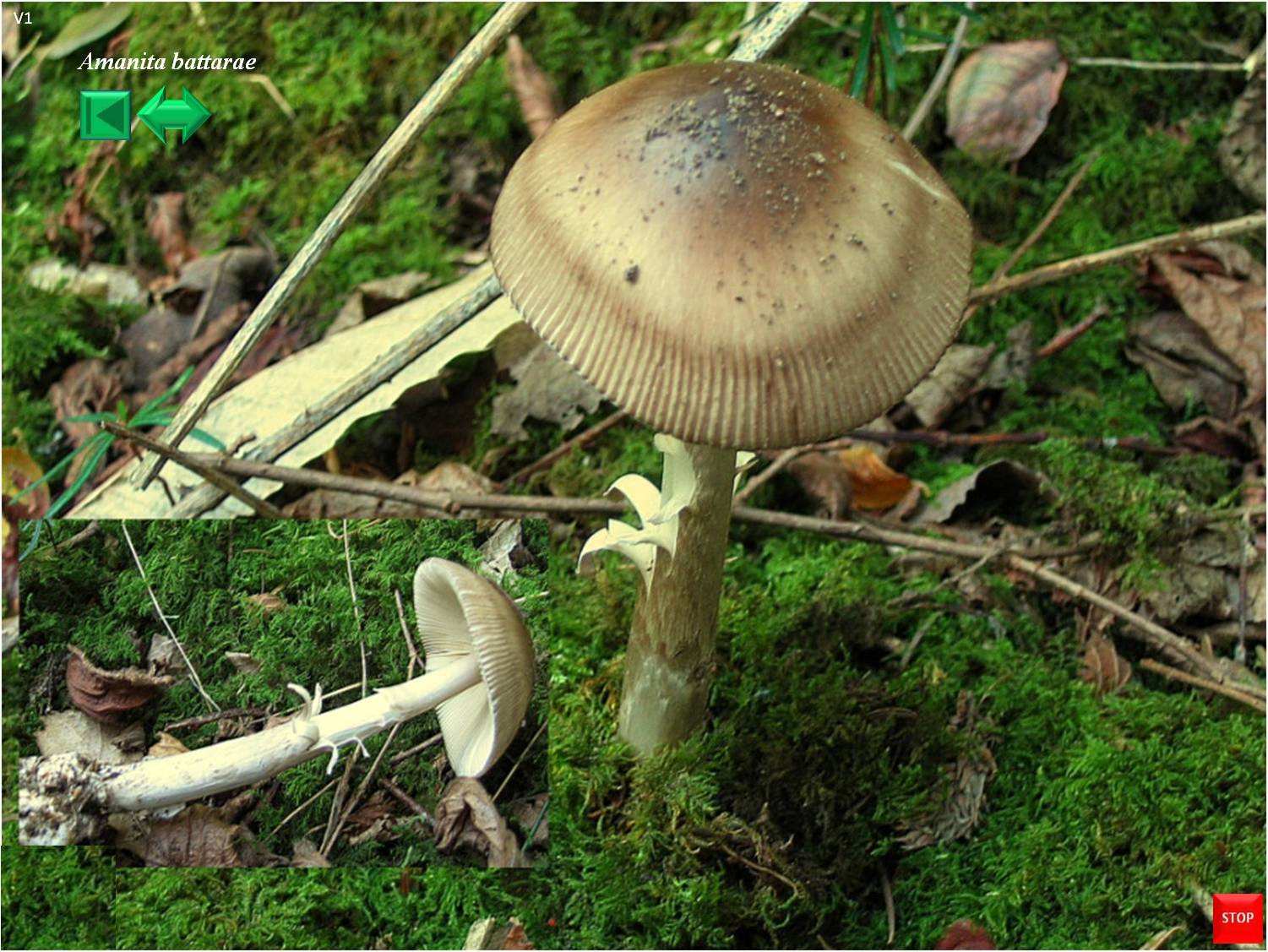 Amanita battarae