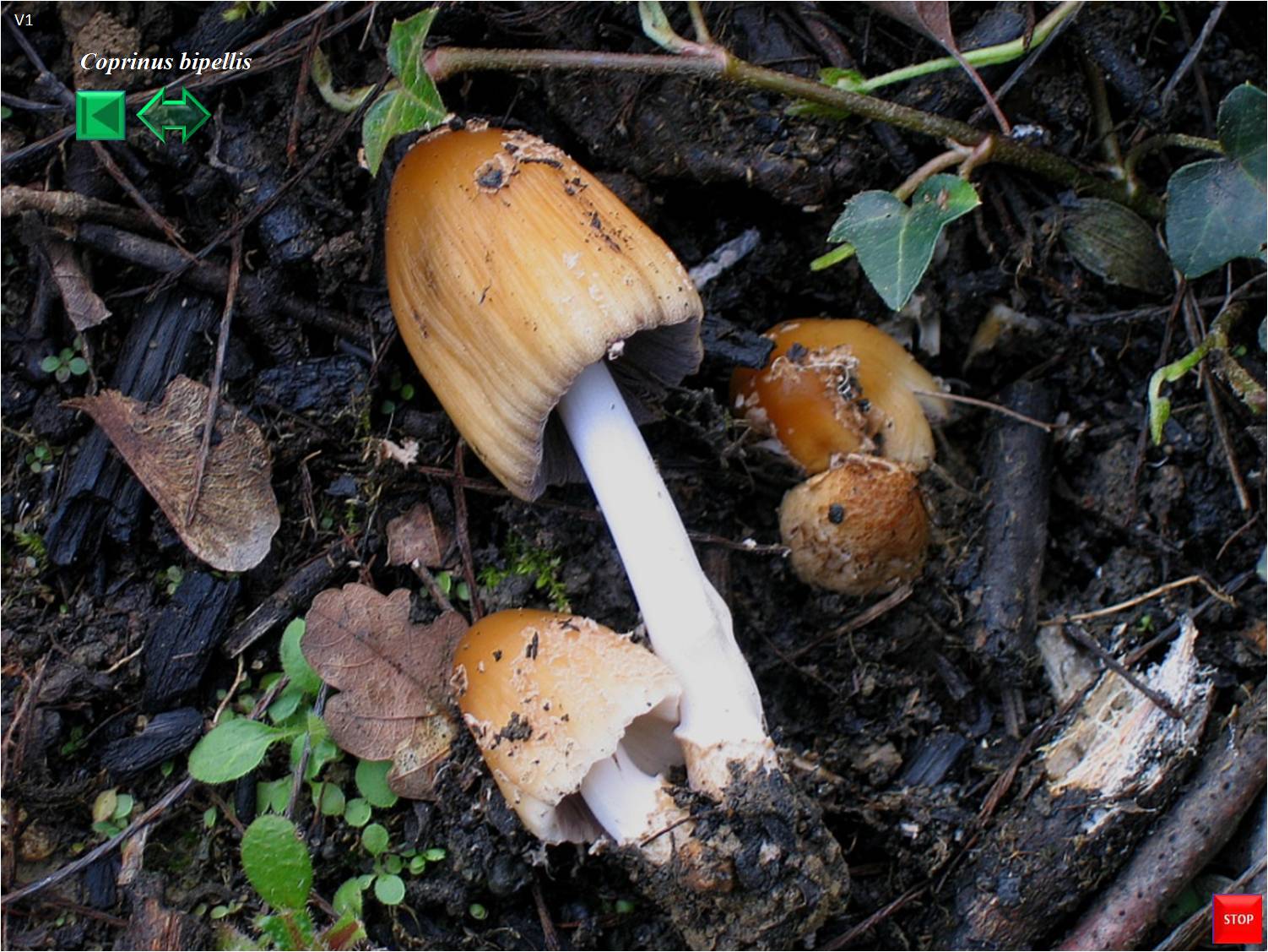 Coprinus bipellis