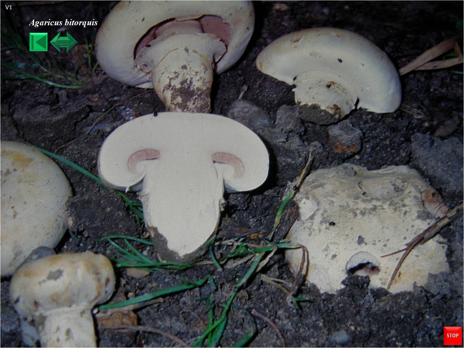 Agaricus bitorquis
