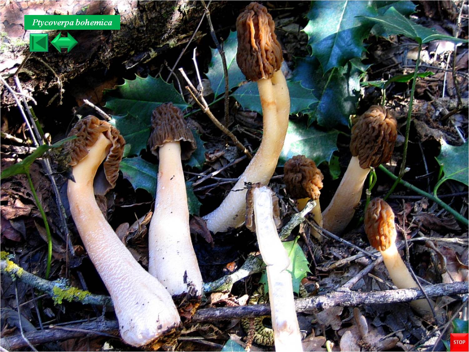 Macrolepiota bohemica
