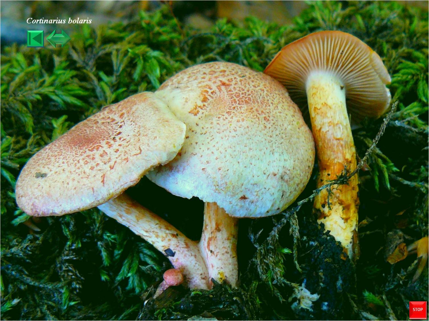 Cortinarius bolaris