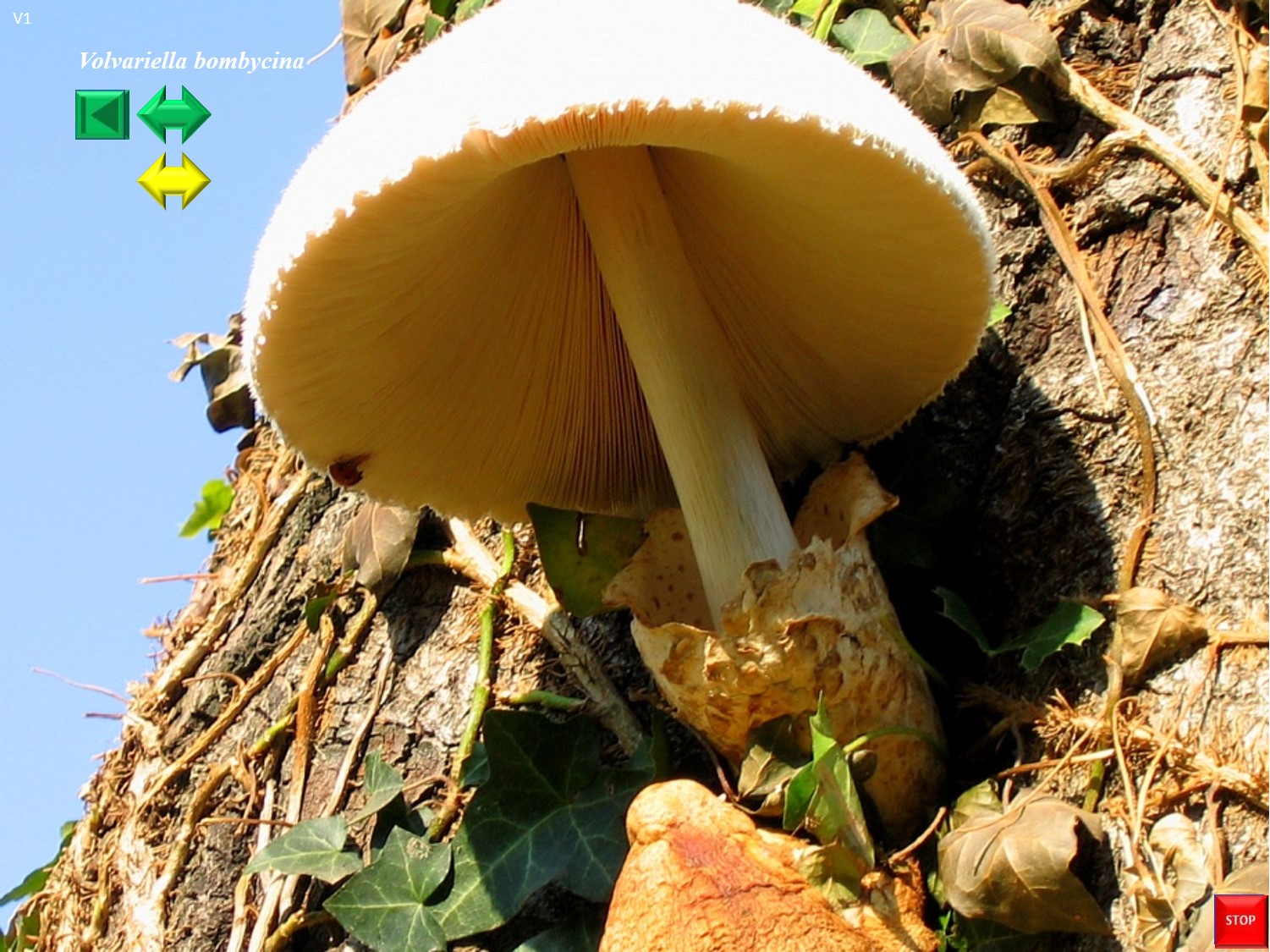 Volvariella bombycina