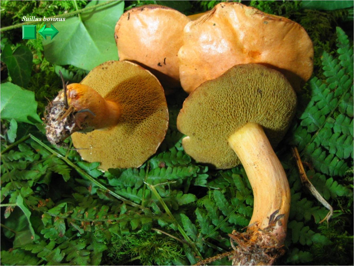 Suillus bovinus
