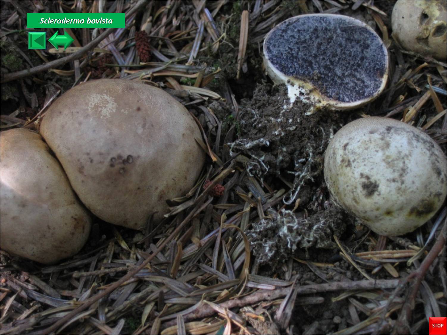 Scleroderma areolatum