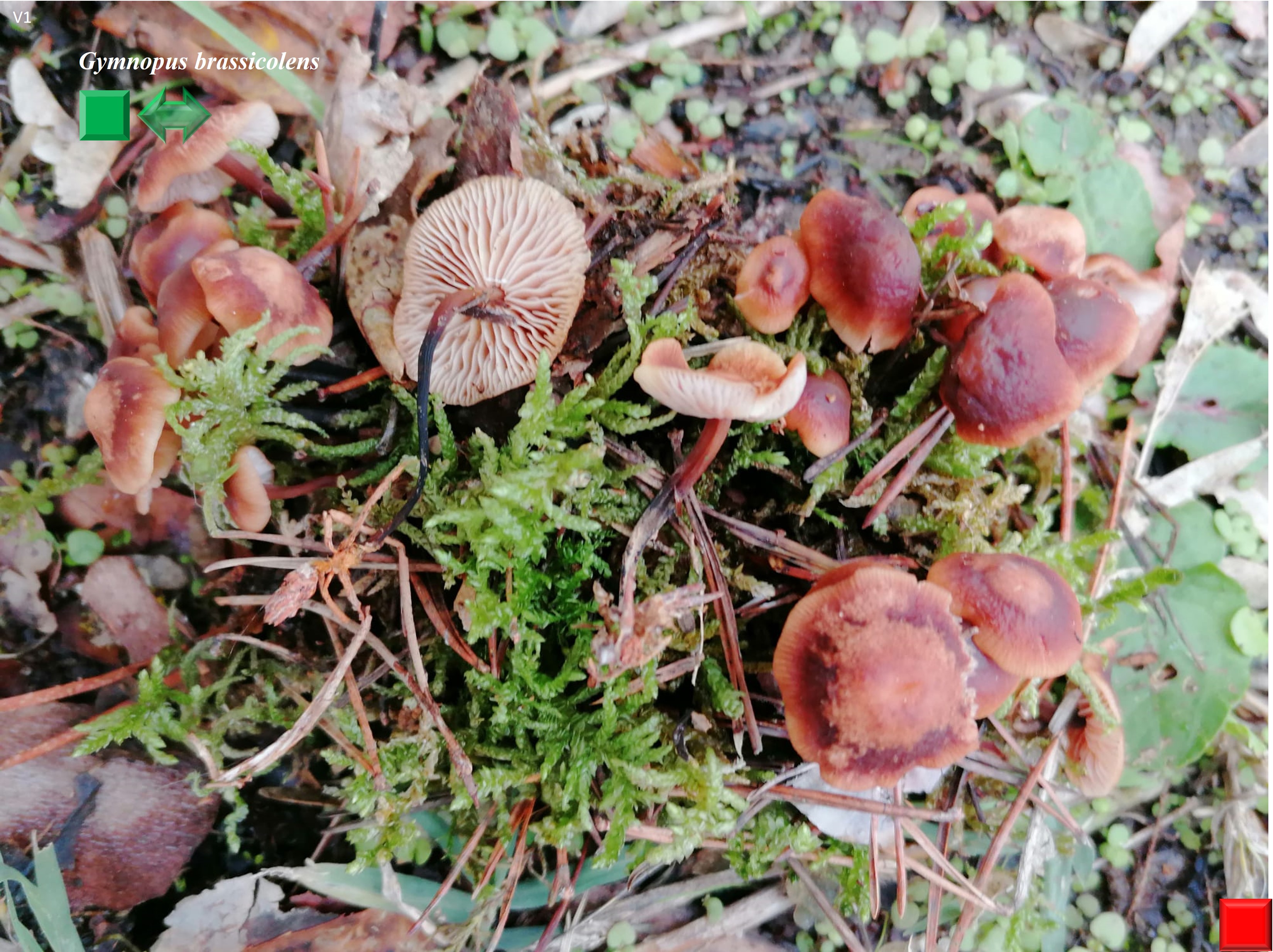 Gymnopus brassicolens