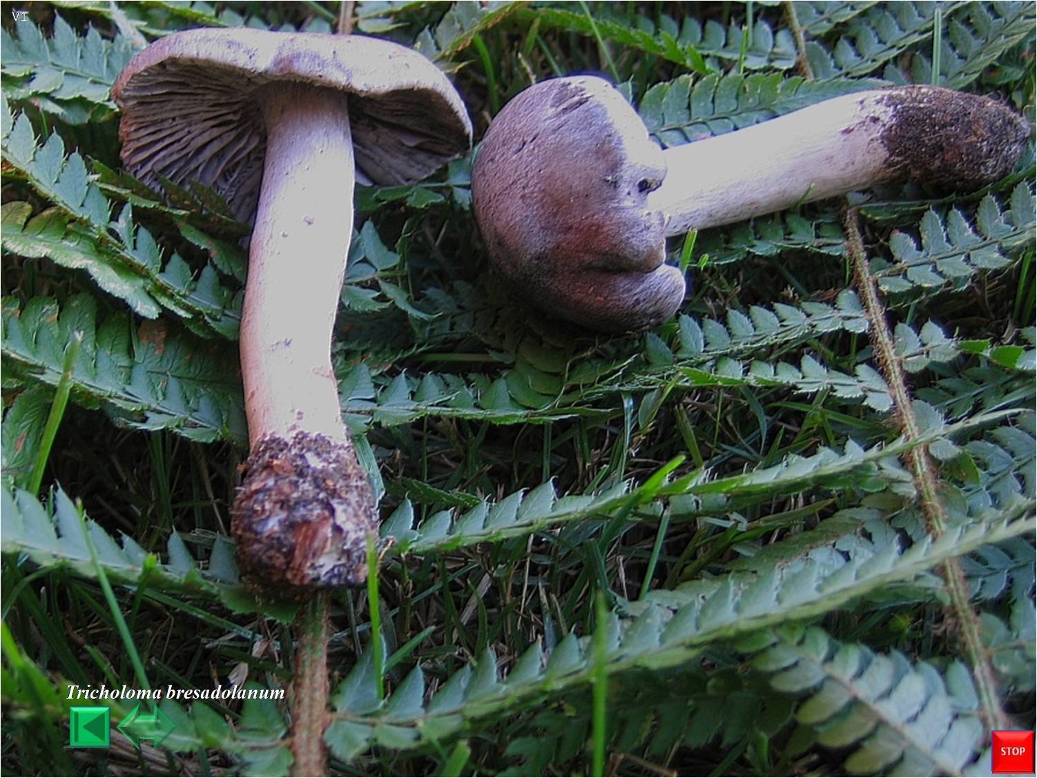 Tricholoma bresadolanum