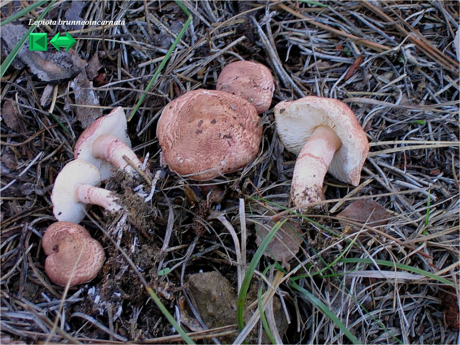Lepiota brunneoincarnata