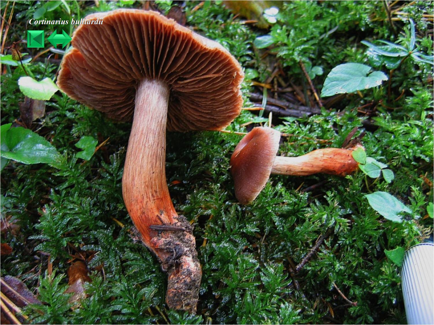 Cortinarius anthracinus
