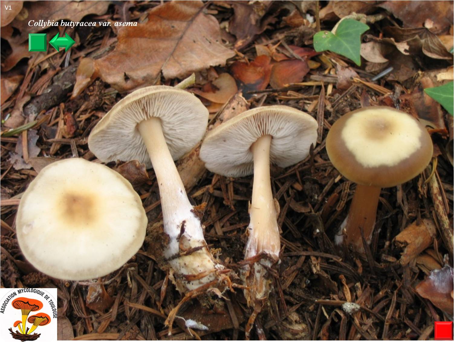Collybia butyracea